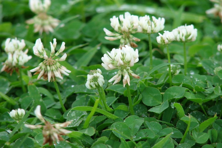 白三叶-瀚阳绿化