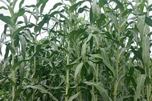 甜高粱种子-瀚阳绿化