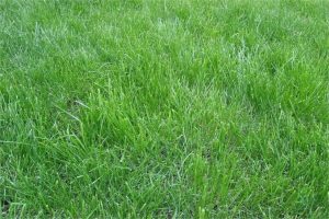 黑麦草和高羊茅哪个好?-瀚阳绿化