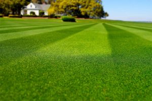 狗牙根种子-瀚阳绿化