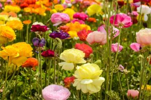 花海种植案例-瀚阳绿化