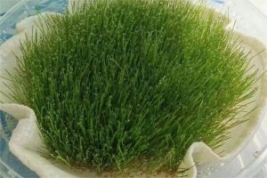 怎么保证草坪种子发芽率?-瀚阳绿化