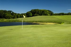 剪股颖种子-瀚阳绿化