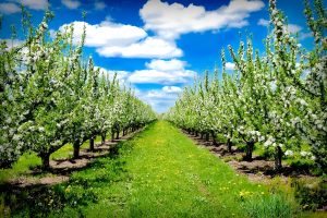 绿肥种植案例-瀚阳绿化