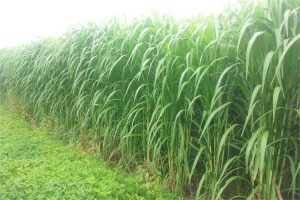 牧草种植案例-瀚阳绿化