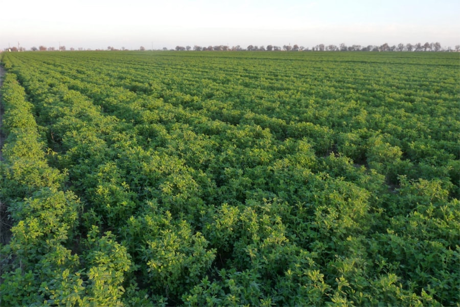 紫花苜蓿-瀚阳绿化