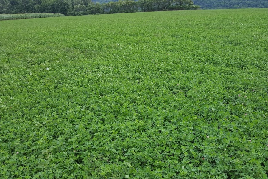 紫花苜蓿-瀚阳绿化