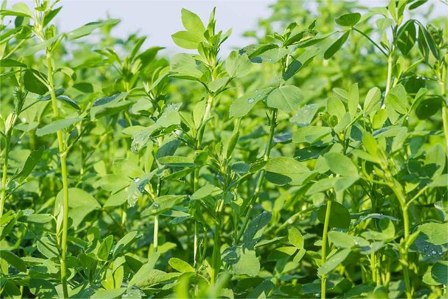 紫花苜蓿-瀚阳绿化