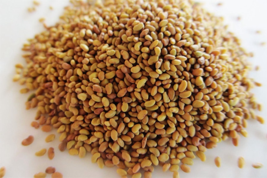 紫花苜蓿种籽-瀚阳绿化