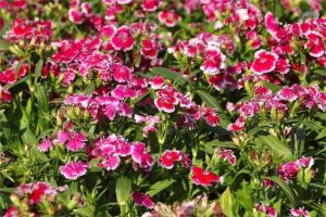 五彩石竹几月份播种最好？-瀚阳绿化