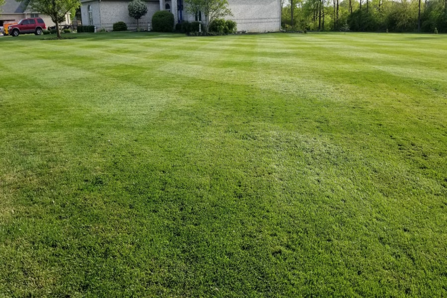 早熟禾草坪-瀚阳绿化