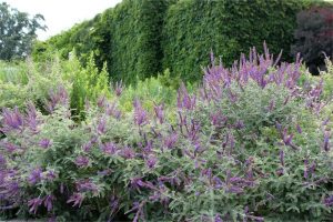 紫穗槐种子-瀚阳绿化