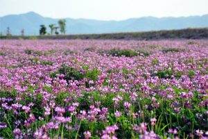 紫云英种子-瀚阳绿化