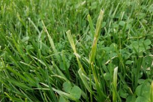 三种方法教你清除草坪里的杂草-瀚阳绿化