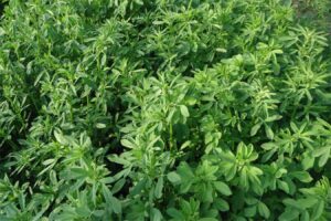 紫花苜蓿的作用是什么？-瀚阳绿化