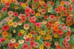 6种适合春天种植的易打理花卉品种-瀚阳绿化