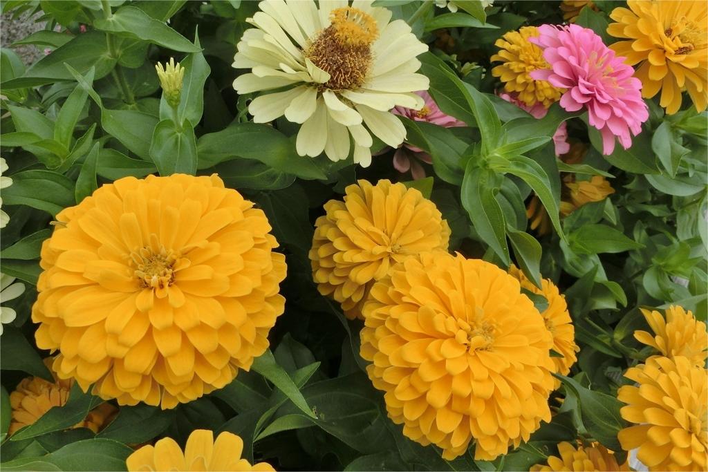 百日草-瀚阳绿化