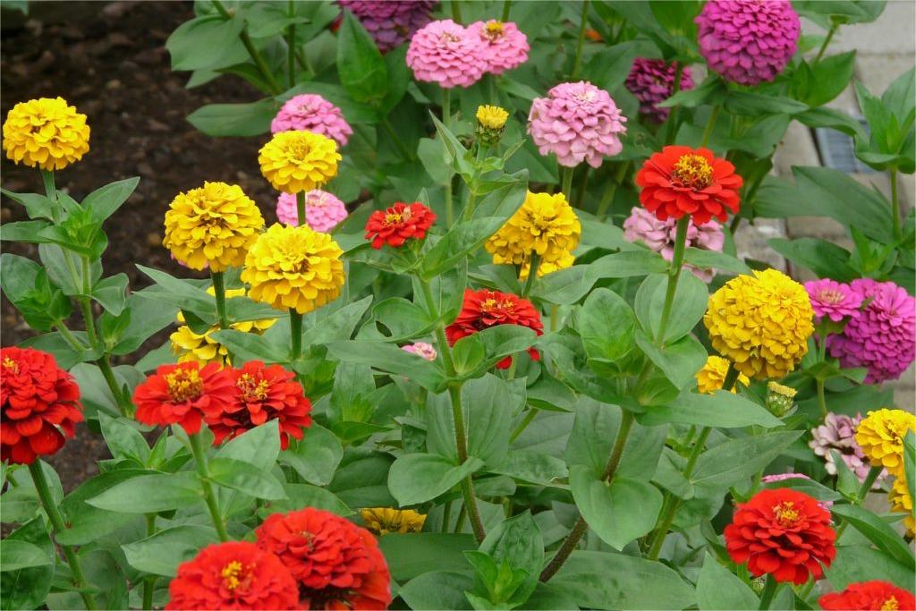 百日草-瀚阳绿化