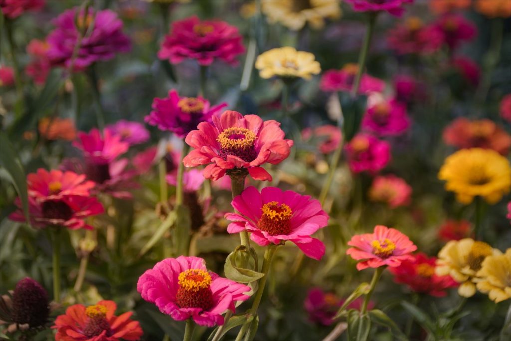 百日草-瀚阳绿化