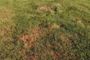 草坪为什么变黄?草坪变黄怎么办?-瀚阳绿化