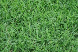 狗牙根草籽多少钱一公斤-瀚阳绿化