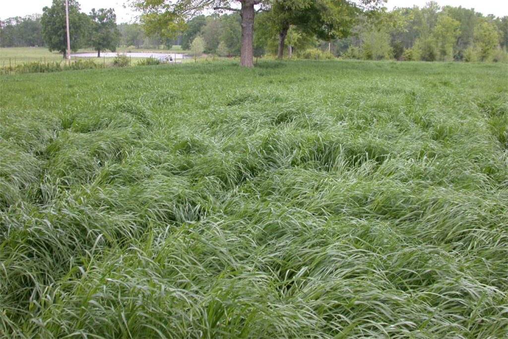 黑麦草牧草-瀚阳绿化