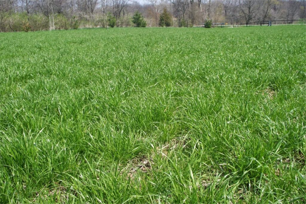 黑麦草牧草-瀚阳绿化