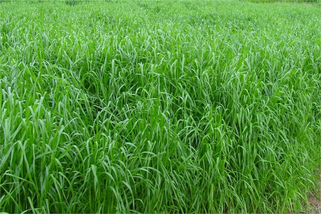 黑麦草牧草-瀚阳绿化