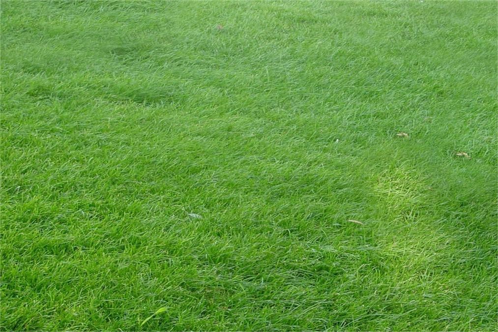 黑麦草草坪-瀚阳绿化