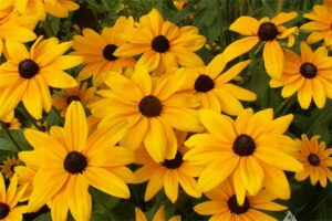 黑心菊种子-瀚阳绿化