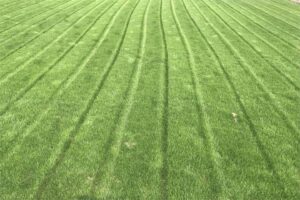 什么草坪种子四季常青?-瀚阳绿化