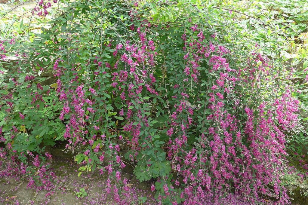 胡枝子-瀚阳绿化