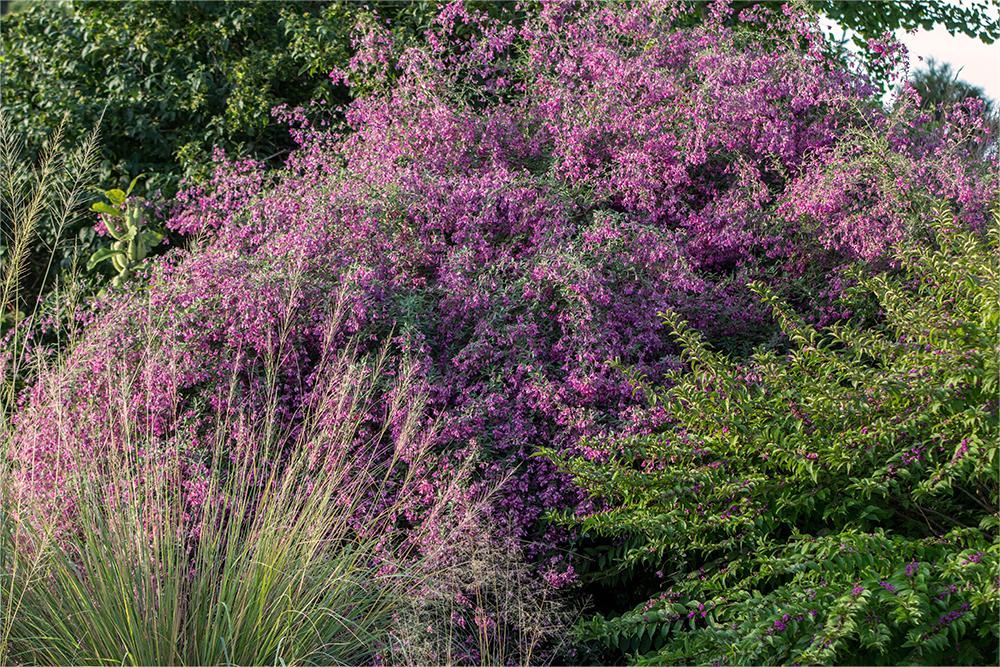 胡枝子-瀚阳绿化