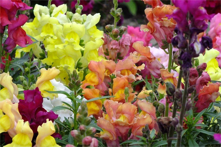 金鱼草-瀚阳绿化