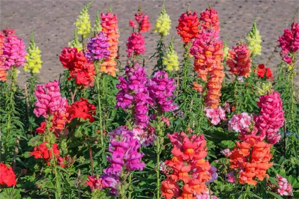 金鱼草-瀚阳绿化