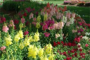 金鱼草种子-瀚阳绿化