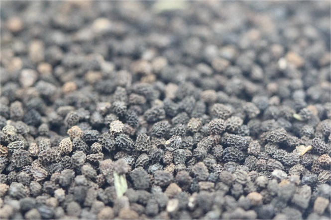 金鱼草种籽-瀚阳绿化