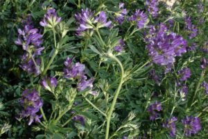 紫花苜蓿多久可以收割？-瀚阳绿化