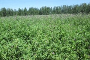 紫花苜蓿亩产量多少？-瀚阳绿化