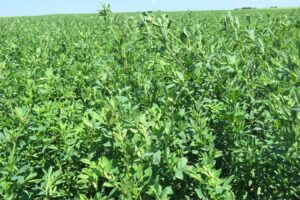 紫花苜蓿种子什么时候种？-瀚阳绿化