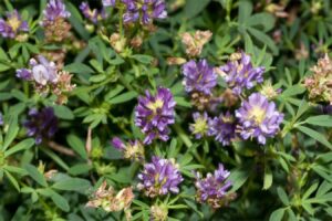 紫花苜蓿种子哪里买？-瀚阳绿化