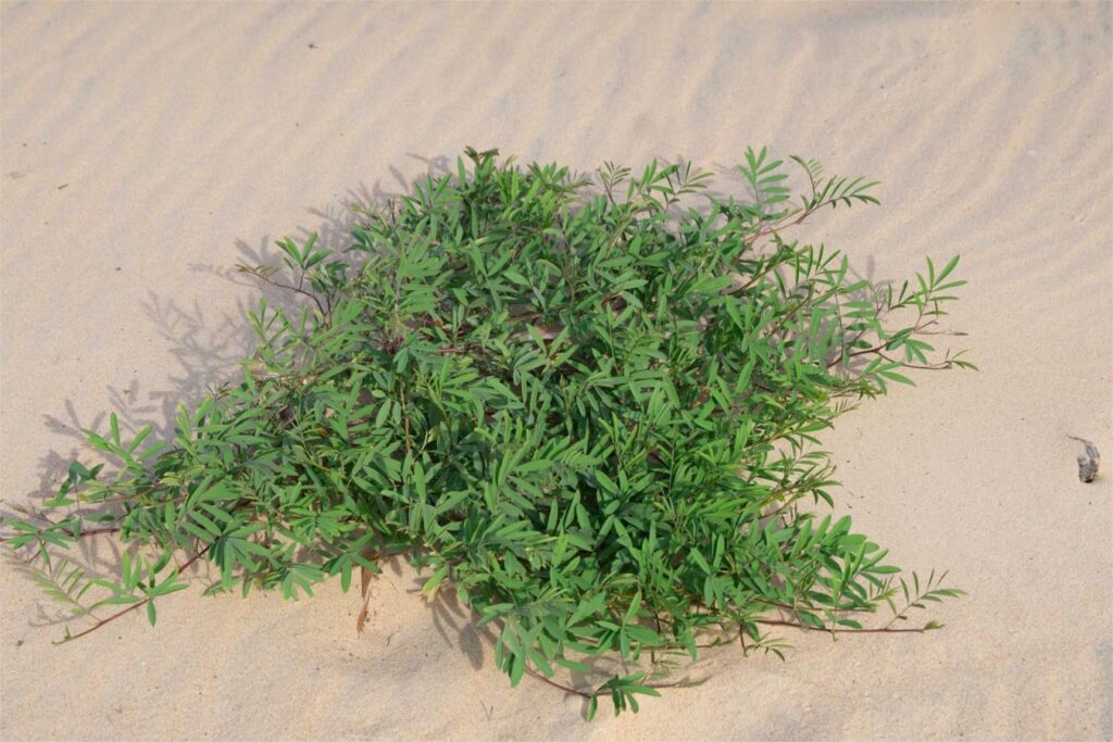 山毛豆-瀚阳绿化