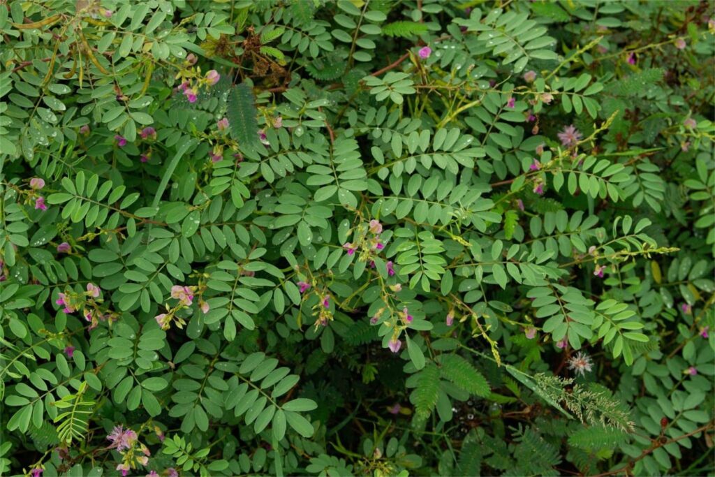 山毛豆-瀚阳绿化