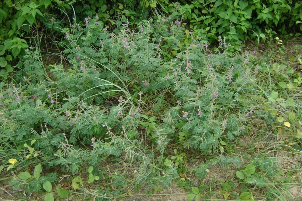 山毛豆-瀚阳绿化