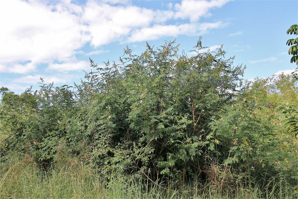 山毛豆-瀚阳绿化