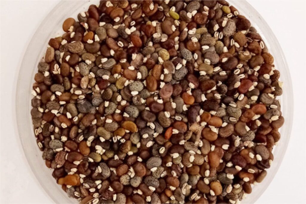 山毛豆种籽-瀚阳绿化