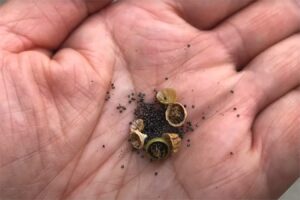 教你如何采收太阳花的种子-瀚阳绿化