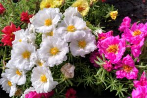 太阳花种子-瀚阳绿化