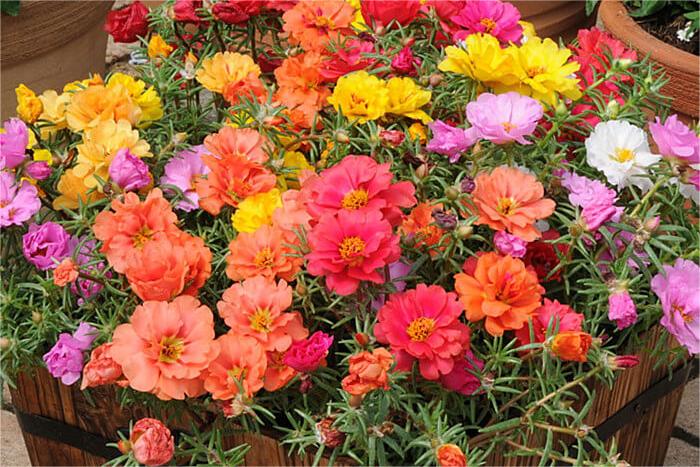 盆栽太阳花-瀚阳绿化