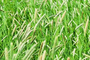 提摩西草种子-瀚阳绿化